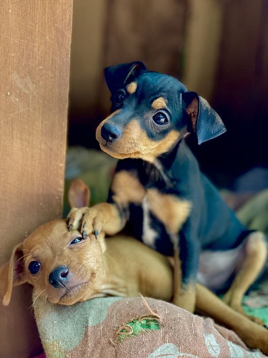 小狗 吉祥物 宠物 犬类 动物 哺乳动物