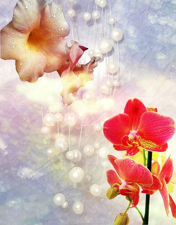 开花 热带 兰花 珍珠 明亮的 背景 出生日期 节日 礼物