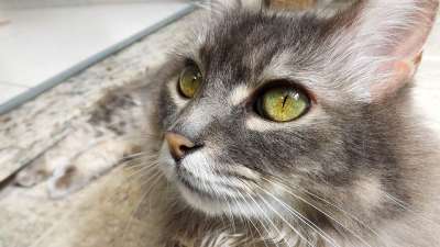 猫 动物 国内的 猫科动物 眼睛 毛茸茸的