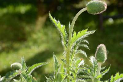 罂粟 绿色 罂粟花 夏天 工厂 花 自然 盛开 国家 芽 茎