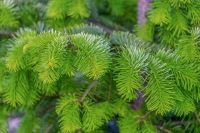枞树 冷杉枝 科 分支 针 植物 树 常绿 针叶树 松家庭