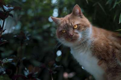 猫 Katze 一线 Haustier 老虎 狮牌 动物 头