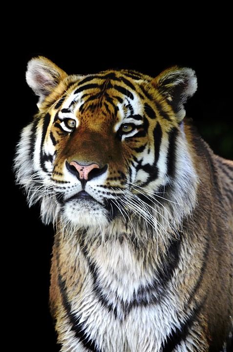 老虎 大猫 危险的 捕食者 关闭 高贵 大华 升华 野猫