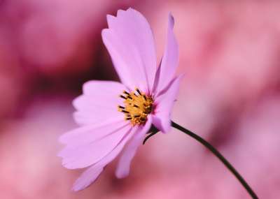 Cosmea 首饰篮 花 宇宙花 粉红色的花朵 粉红色的花瓣 花瓣