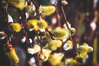 柳 开花 春天 柳树 植物 分行 关闭 春天的迹象 春季觉醒