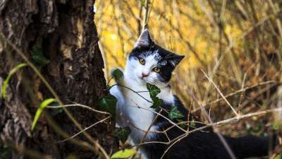 猫肖像 猫 家猫 猫眼 宿醉 小猫 家畜 猫脸 年轻的猫