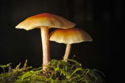 蘑菇 森林 落下 关闭 苔藓