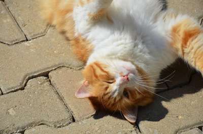 猫 动物 宠物 小猫 哺乳动物 可爱的 小狗 基蒂 棕色猫