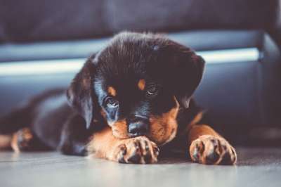 动物 小狗 罗威纳犬 狗 国内动物 烂 犬类 宠物