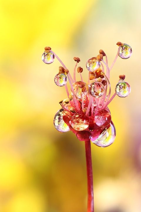 宏 花 水滴 湿的 露 蓝色的 植物群 春天 关闭 自然