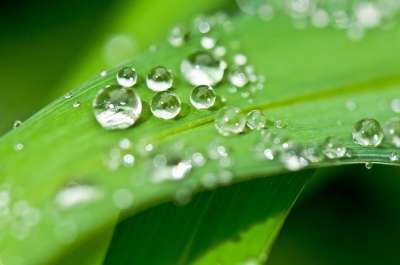 滴 露 露珠 水 水滴 叶子 Halm 草 植物 绿色 闪光