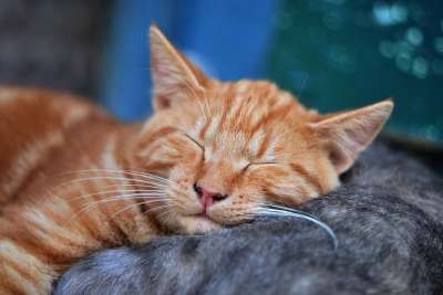 冷静 梦 小猫 宠物 红猫