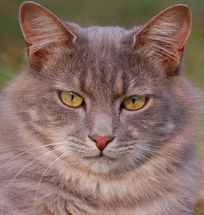 猫 猫科动物 宠物 小猫 国内的 基蒂 毛皮 虎斑猫 晶须