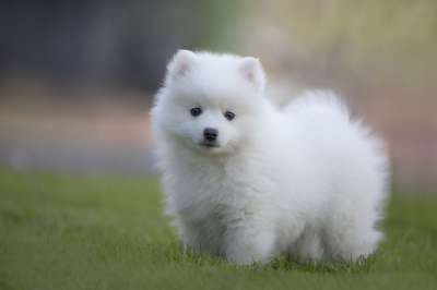 日本斯皮茨 狗 小狗 宠物 动物 年轻的狗 家犬 犬类 哺乳动物