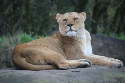 狮子 动物 野生动物 母狮 哺乳动物 大猫 捕食者 食肉动物