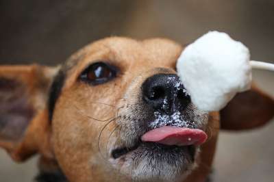 Hundeeis 狗 鼻子 Eisbällchen 棒冰 舔