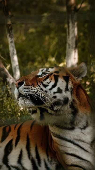 老虎 猫 猫科动物 野猫 荒野 捕食者 毛皮 野生动物 哺乳动物