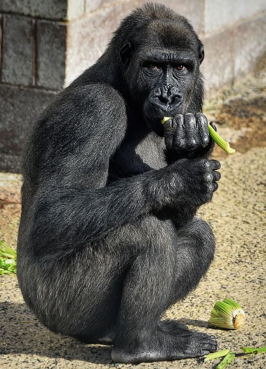 大猩猩 西部低地 灵长类动物 动物 哺乳动物 野生动物 动物园 猿