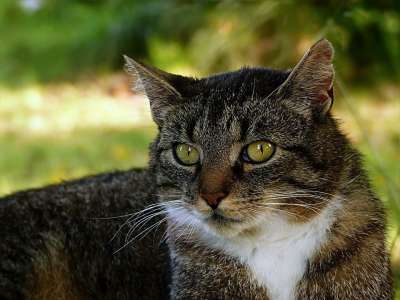 动物 猫 家猫 猫 Silvestris Catus 鲭鱼 说谎