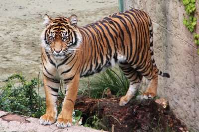 老虎 动物园 捕食者 野生动物 野猫 猫 自然 大猫 危险的