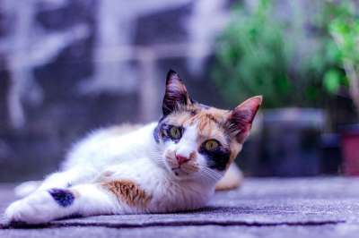 猫 猫科动物 动物 老虎 小猫 肖像 猎豹 哺乳动物 美丽