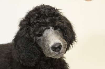 小狗 大贵宾犬 狗