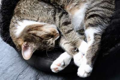 猫 宿醉 爪子 篮子 睡觉 家畜 家猫