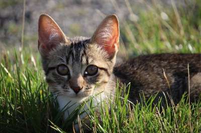 猫 小猫 猫宝宝 鲭鱼 年轻的猫 Katzenkopf