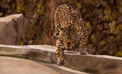 动物园 捷豹 捕食者 野蛮的 野猫 猫科动物 捷豹 捷豹 捷豹