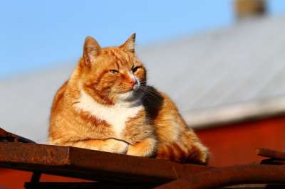 猫 猫说谎 猫咪 猫科动物 蓬松的