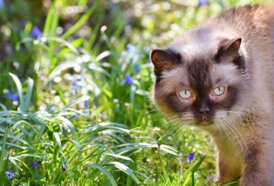 猫 品种猫 英国短毛猫 纯种 短发 毛皮 可爱的 好奇的