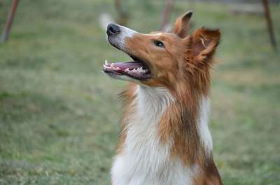 牧羊犬 小狗 吉祥物 狗 牧羊人 宠物