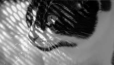 猫 阴凉处 光 家畜 黑色的 白色的 模板 结构体 太阳 条