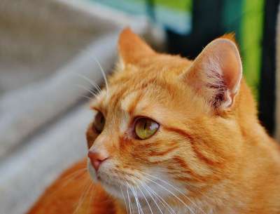 猫 宿醉 红色的 可爱的 鲭鱼 老虎 舒适 动物 家猫 毛皮
