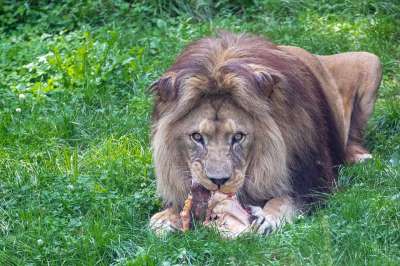 狮子 猫科动物 毛皮 食肉动物 捕食者 哺乳动物 动物园 动物群