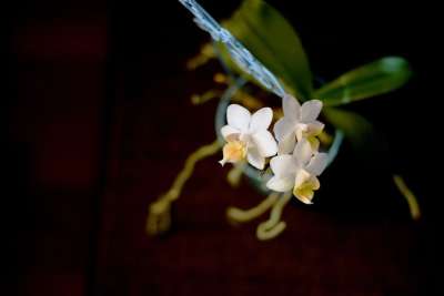 盛开 花 兰花 植物 蝴蝶兰 白色的 亲热 工厂