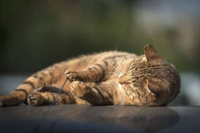 猫 动物 小猫 宠物 捕食者 毛皮 自然 老虎 野猫 可爱的