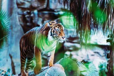 老虎 猫科动物 猫 食肉动物 捕食者 动物 野生动物 苹果浏览器