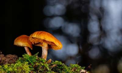 蘑菇 森林蘑菇 苔藓 木耳 光盘真菌 弱点 落下 森林