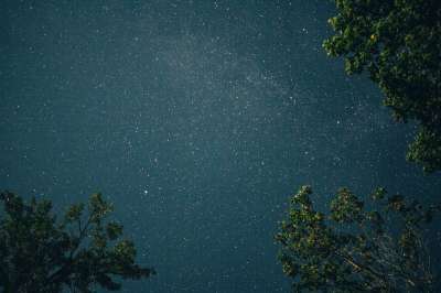 星星 天空 夜晚 空间 星系 灯 树木 树叶 分行 自然