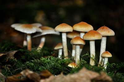 蘑菇 菌 落下 自然 森林 苔藓 秋天 森林地面