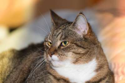 猫 家猫 老虎 动物 猫眼 肖像 猫脸 头 Katzenkopf