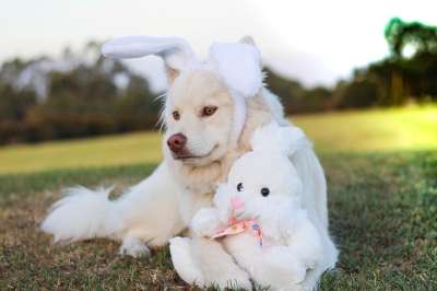 小狗 狗 Lapphund 芬兰猎犬 复活节 寻找复活节彩蛋活动