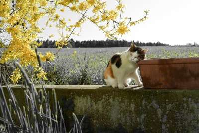 猫 景观 黄色 科 春暖花开 松弛 春暖花开 春暖花开 春暖花开