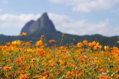 迈桑省立公园 野花 橙花 草地 原野 韩国 济南县 自然 景观