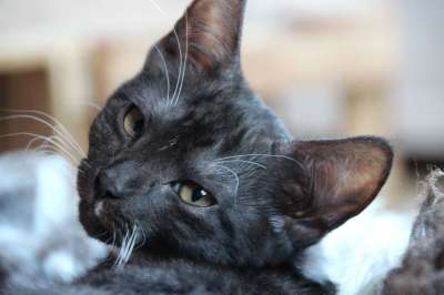 猫 猫小狗 Katzenkopf 家畜 猫脸 头 肖像 眼睛