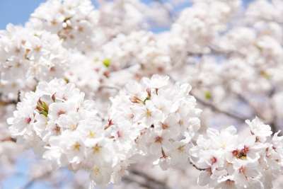 日本樱花盛开 白色的 花朵 树 分行 开花 樱花 盛开 白色的花