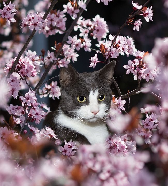 猫 家猫 动物 猫眼 肖像 关闭 野生动物 看法 猫脸 细心