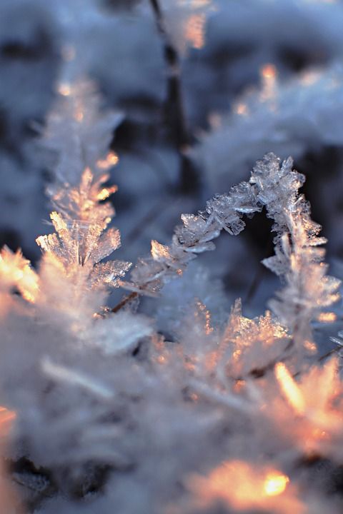雪 冬天 雪花 寒冷的 冰 霜 下雪的 自然 雪 冬天 冬天