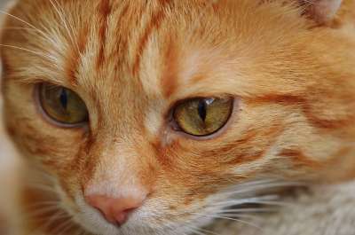 猫 宿醉 红色的 可爱的 鲭鱼 老虎 舒适 动物 家猫 毛皮